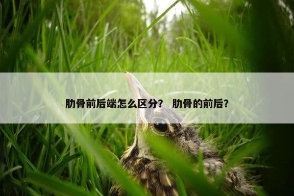 肋骨前后端怎么区分？ 肋骨的前后？