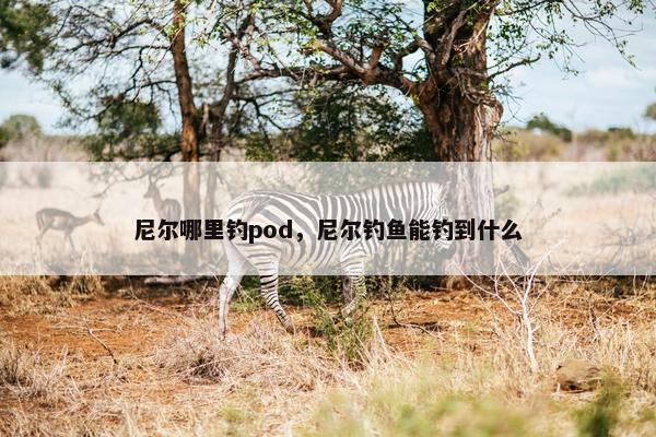 尼尔哪里钓pod，尼尔钓鱼能钓到什么