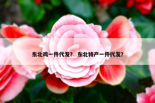 东北鸡一件代发？ 东北特产一件代发？
