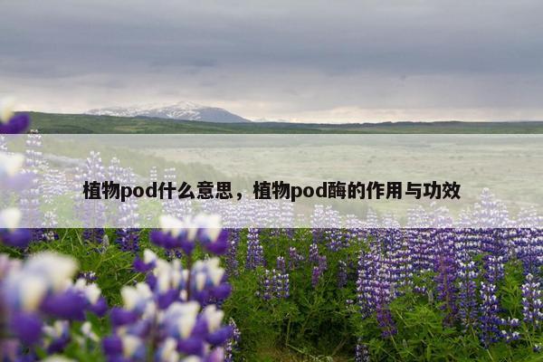 植物pod什么意思，植物pod酶的作用与功效