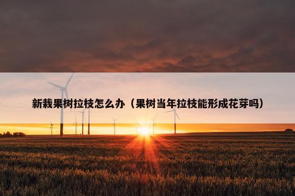 新栽果树拉枝怎么办（果树当年拉枝能形成花芽吗）
