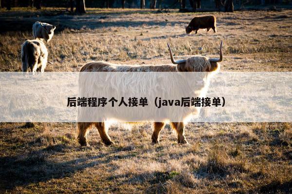 后端程序个人接单(java后端接单)