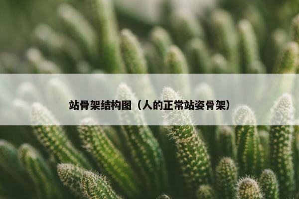 站骨架结构图（人的正常站姿骨架）