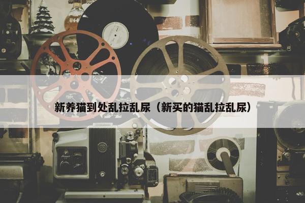 新养猫到处乱拉乱尿（新买的猫乱拉乱尿）